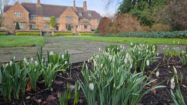 Snowdrops in the foreground with a large bricked house in the distance